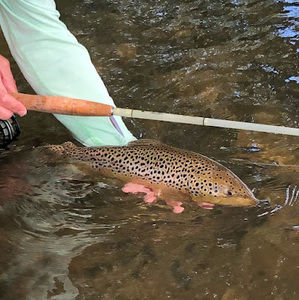 Meet your Posher, Thomas